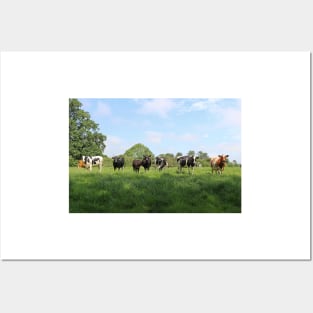 Cows in a Field Posters and Art